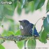 EUGY 003 Tui Eco-Friendly 3D Paper Puzzle