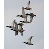 Primos Hunting Pro Mallard Call