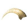 Megaraptor Dinosaur Claw (Recreation)