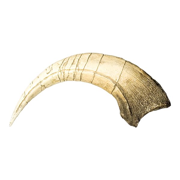 Megaraptor Dinosaur Claw (Recreation)