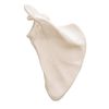 Life-Size Scapular Model - Scapular Model - 3B Scientific