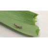 Dragonfli Leek Moth Pheromone Lure Refill Replacement - Catch & Kill Leek Moth Pests