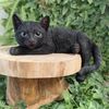 Vivid Arts - Laying Black Cat - XRL-DC61-D
