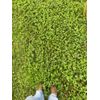 Multi-Year White Clover Seeding mix for High Traffic & Drought Tolerance 1/2 ac