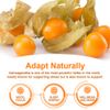 Ashwagandha Capsules w/ Black Pepper Root, Immune & Mood Support, High Potency