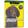 Chesapeake Bay Retriever DVD - Everything You Should Know About Your Dog