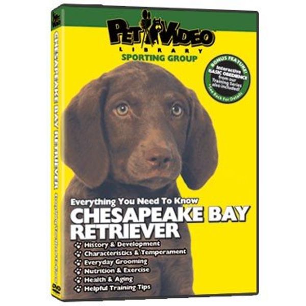 Chesapeake Bay Retriever DVD - Everything You Should Know About Your Dog
