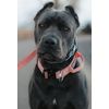 Boss Dog Tactical Collar, Pink, Small