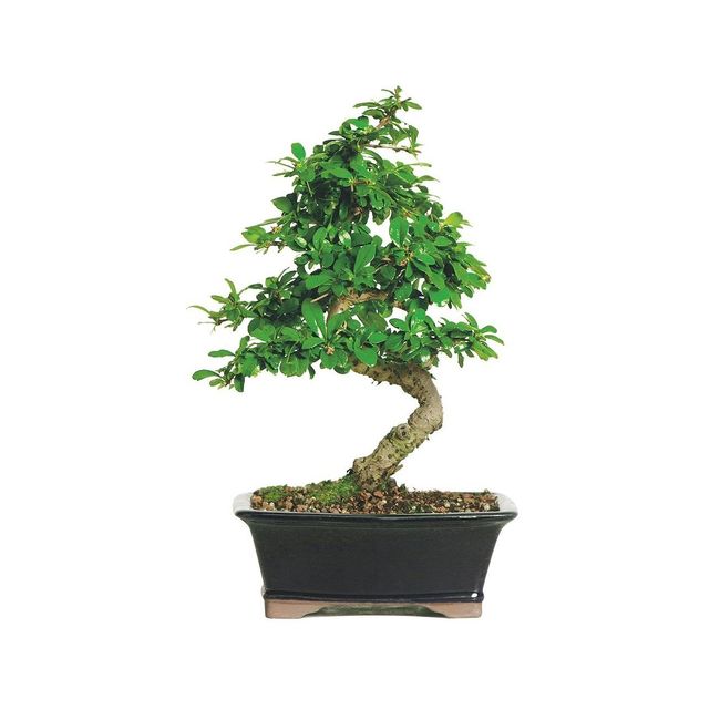 Brussel's Live Fukien Tea Indoor Bonsai Tree - 6 Years Old; 6" to 10" Tall with Decorative Container