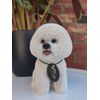 Vivid Arts (Bichon Frise Sitting