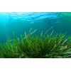 Chlorella Blue Green Algae - PURE SPIRULINA 500mg - Good Source Of Elenium 2B