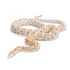 Candy Cane Rat Snake 12 Inch Full Color Static Window Cling, Removable and Resusable
