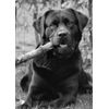 Black Labrador Dog Blank Greeting Card