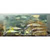 JACKALL 138 Otriminnow Rainbow Ayu