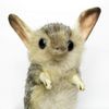 Hansa hansa Plush 7497 Tobin Mouse 19 jerboa