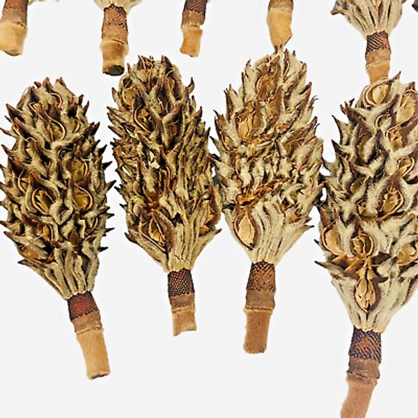 Organic Magnolia Tree Seed Pods Heat Treated Pet Reptile Vivarium Isopod 14 Pods