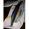 Big 10 inch Saltwater Game Fish (Decal) Body Wrap Material