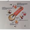 Fruit Tool Set - Scoop/ Carving/ Peeling/ Digging Balls - 9.5" Long