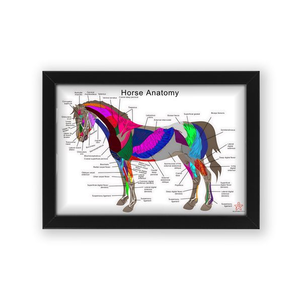 Allstarmedia Horse Anatomy Poster Educational Animal Anatomy Chart