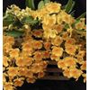 Dendrobium Aggregatum (lindleyi) Large Mounted Plant. WHOPPER ~~