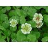 White Ladino Clover, 20 Pounds