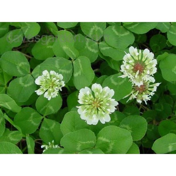 White Ladino Clover, 20 Pounds