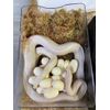 WhitePython Egg Laying Hide | Breeding | Reptile Eggs | Snake Hide |