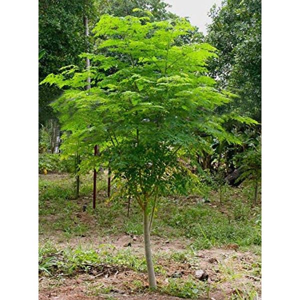 GreenCreator 25 Seeds of The Tree of Life - The Moringa Tree Easy to Grow, Fast Growing Tree