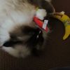 NEW! Yeowww Rainbow for your cat filled with catnip