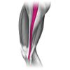 Mueller 55128 Wrap Around Knee Support, S-M Size, Knee Supporter, 9.1 - 15.0 inches (23 - 38 cm), Left and Right