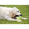 Petface Latex Pear Soft Chew Dog Toy, Large