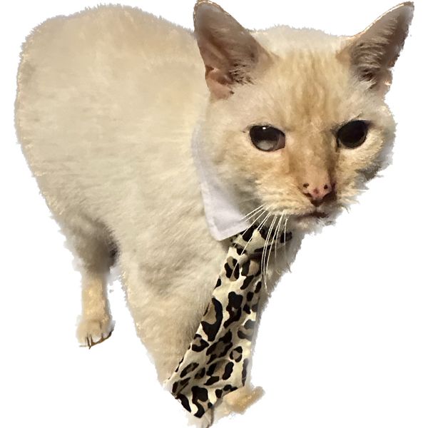 CAT HALLOWEEN COSTUME Leopard Adjustable Collar & Necktie Neck 6-14" Pet Kitten