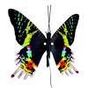 Flexinol Moving Butterfly (Urania)