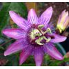 ~~LAVENDER LADY PASSIFLORA~~Starter Plant~~ Passiflora X Alato~~FRAGRANT!