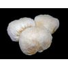 LIONS MANE MUSHROOM ORGANIC  CAPSULES  SUPPLEMENT 60 caps