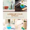 Venus Flytrap Terrarium, Signature Product, Zero Care Live Plant