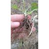 20 +Plants Purple Native Wild Violet Flower Viola, Bareroot Rhizomes, Organic