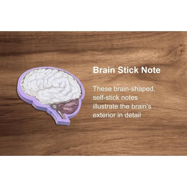 Brain Gift Set 4 Pack for Anatomy, Neurological Students and Professional