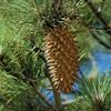 Pine 100ml (Pine Needle, Scotch Pine, Pine) Incent, Essential Oil