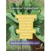 Organic Jamaican Trumpet Leaf (Wildcrafted)