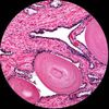 AmScope 40X-2000X Trinocular Compound Microscope w Camera Port Lab or Multi-Use