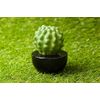 Lively Breeze Frank Cactus, Non-Electric Ceramic Diffusers for Essential Oils and Aromatherapy Fragrance, White Ceramic Diffusers in Car or Desk Office Decor and Small Bathroom at Home, Black vase