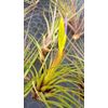 The Drunken Gnome Tillandsia Air Plants, Large (10-Pack Assorted)