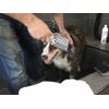 THE BEST "ITS MY BRUSH" FOR PETS