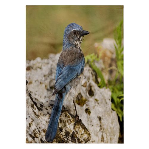 3dRose 22x30 Bath Hand Pool Towel - Western Scrub-Jay Bird, Hill Country, Texas - NA02 RNU0841 - Rolf Nussbaumer Birds