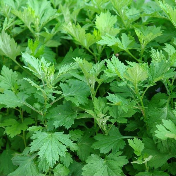 Mugwort Seeds (Artemisia vulgaris) 100+ Rare Medicinal Herb Seeds in FROZEN SEED CAPSULES for The Gardener & Rare Seeds Collector - Plant Seeds Now or Save Seeds for Years