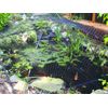 ATLANTIC POND PROTECTOR 7' x 9' FRAME PROTECTIVE DOME LEAF & FISH NET KIT PGPSM