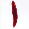 Planaria, W.M., General Structures Microscope Slide