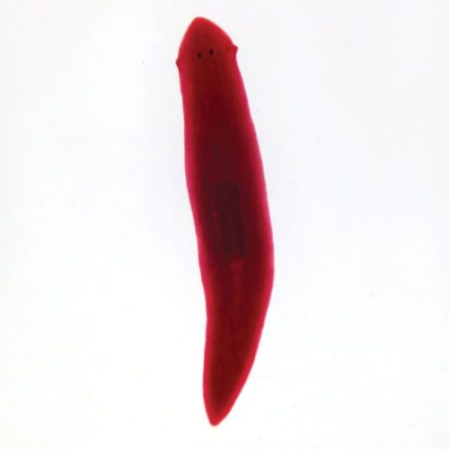 Planaria, W.M., General Structures Microscope Slide