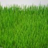 WHEATGRASS GREEN  No Additives Max High Potency Fresh 100 Vegetable Capsules
